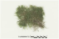 藏品(平苔屬)的圖片